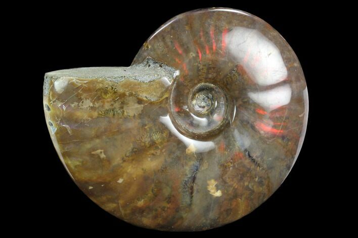 Flashy Red Iridescent Ammonite - Wide #127915